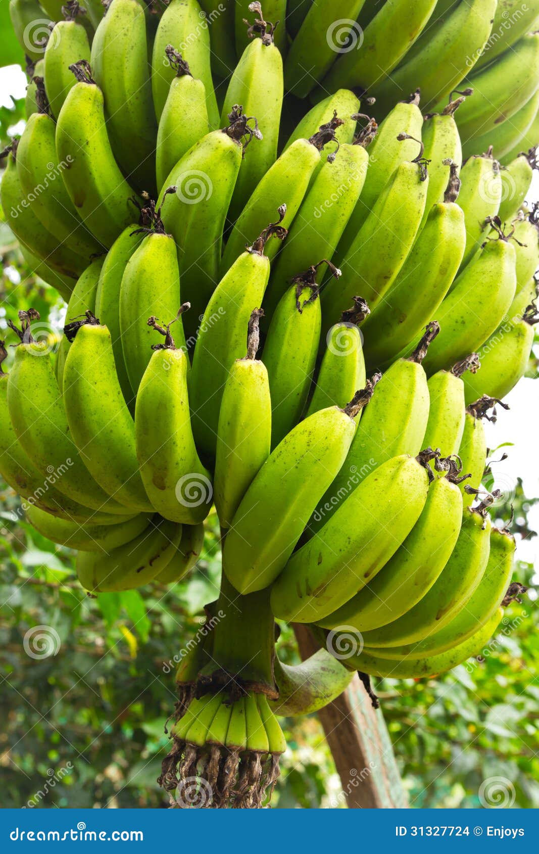 香蕉树图片素材-编号24096662-图行天下