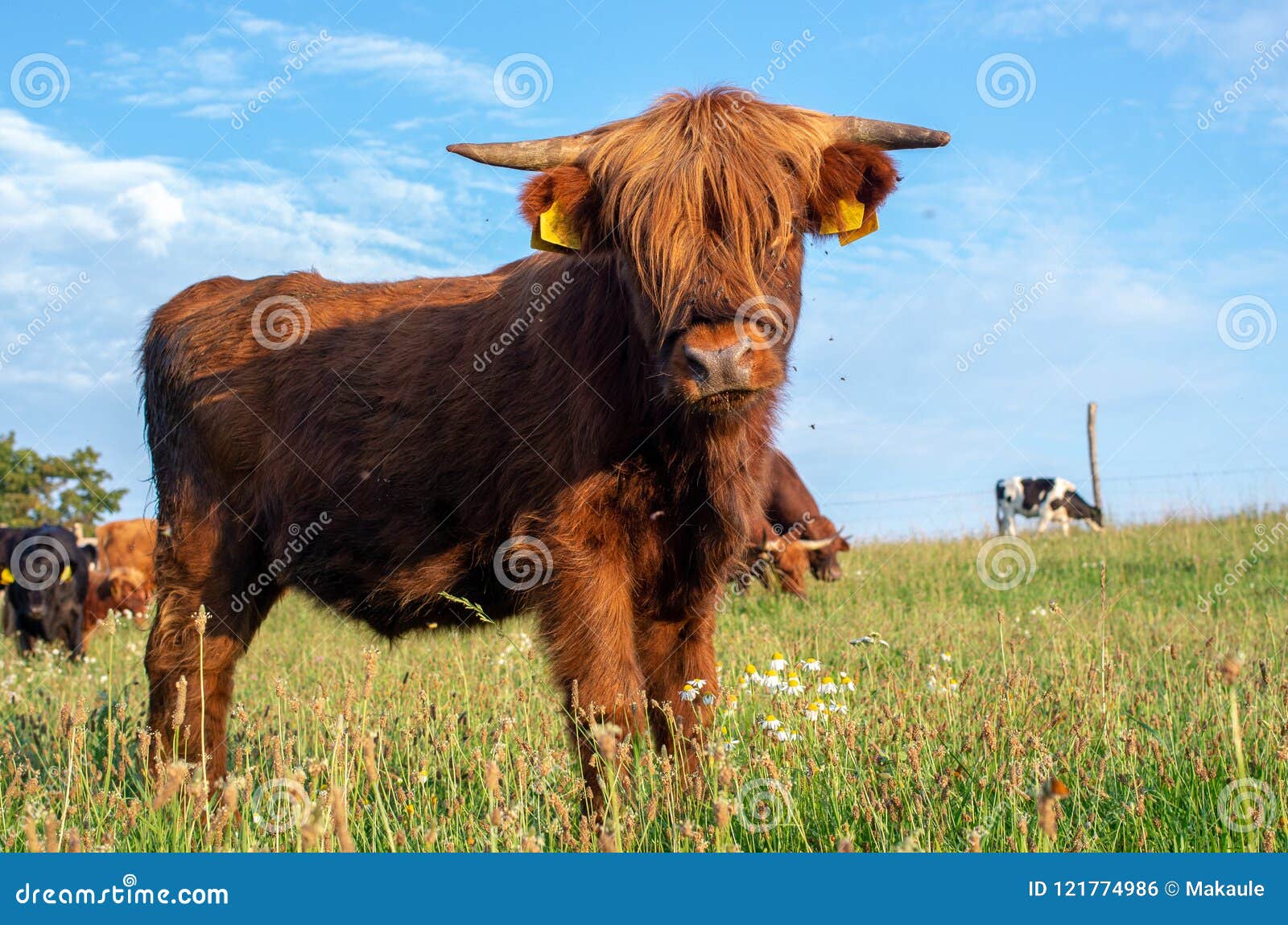 苏格兰高地牛. 本质, 农场.