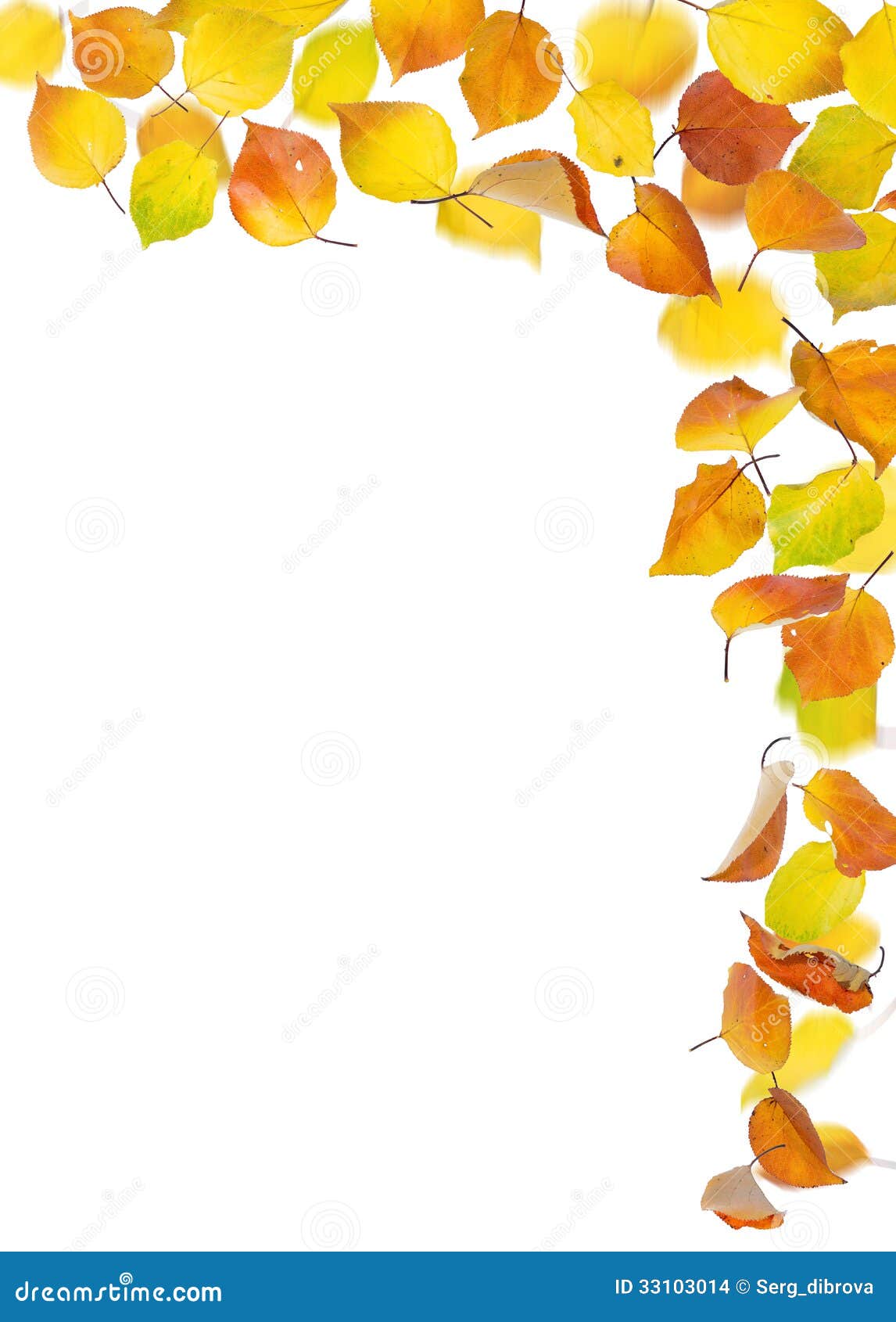 在白色背景的杏子秋天落的叶子.