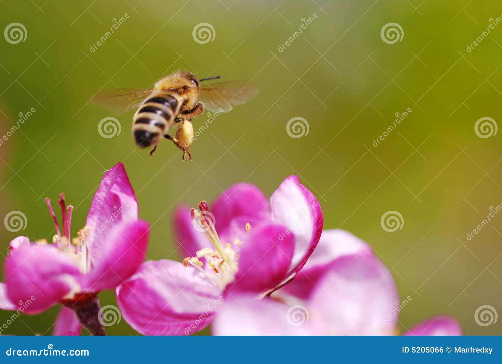 免版税库存图片: 飞行蜜蜂