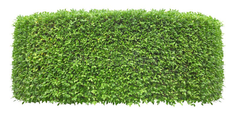 Trimmed Bush