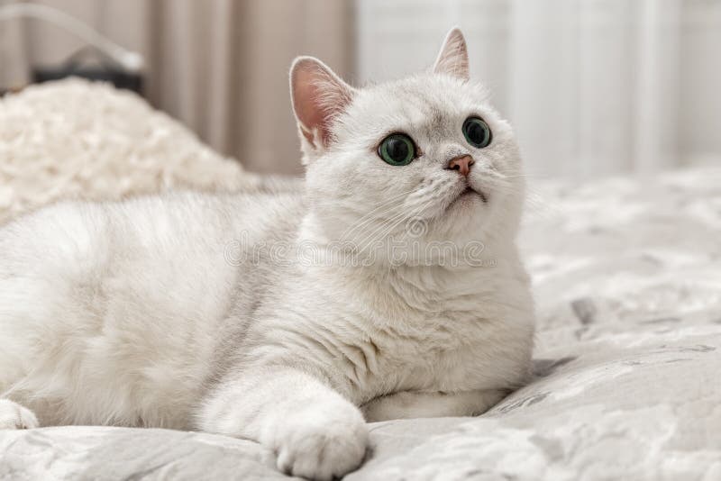 Белая Британская Кошка Фото