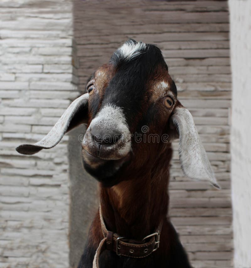 Купить Козу С Большими Ушами