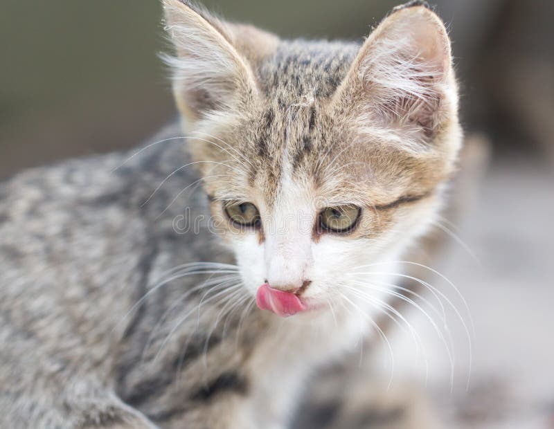 Kitty Lick 420