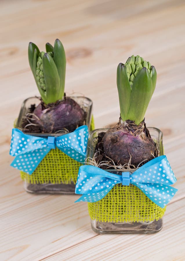 Купить Опт Гиацинт С Луковицей В Симферополе