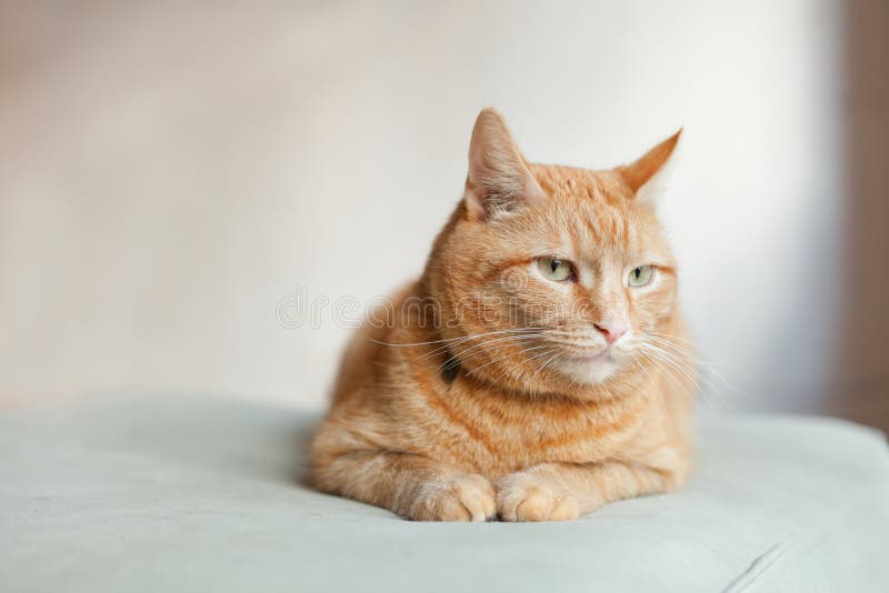 Рыжий Кот Сидит Фото