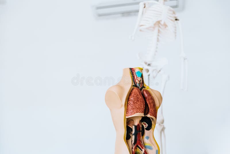 Манекены По Анатомии Человека Купить По