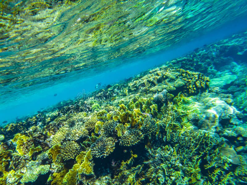 Красное Море Фото Под Водой