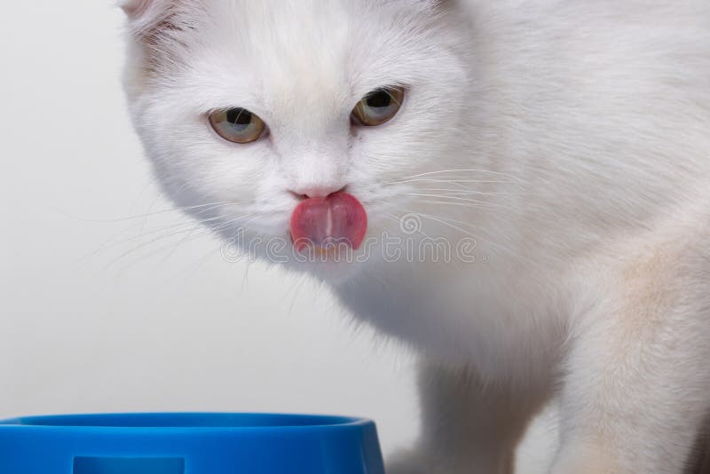 Kitty Lick 420
