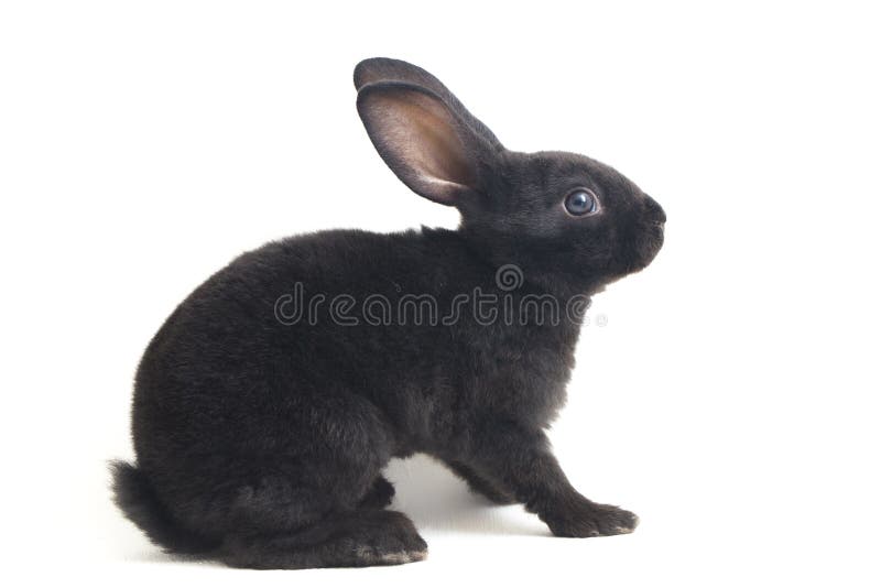 Ebony Bunnies