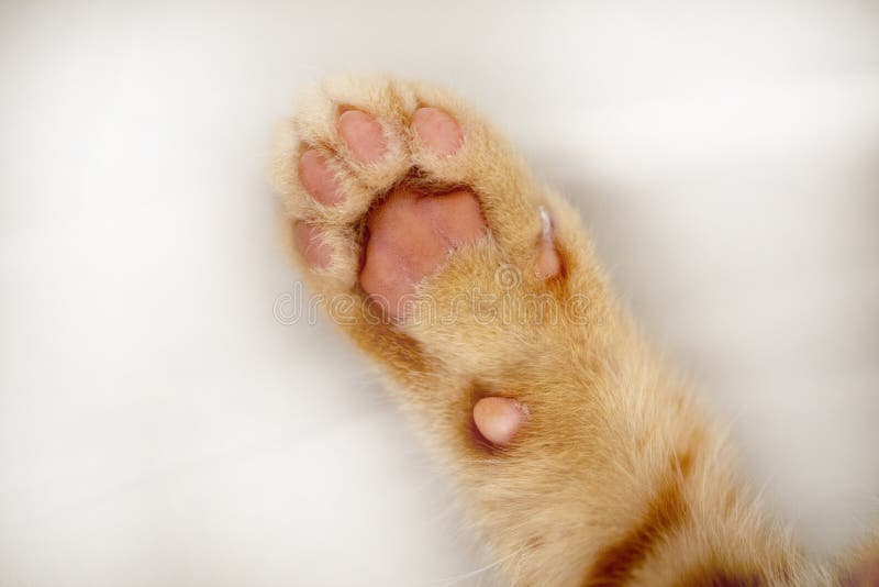Kalel Kitten Feet