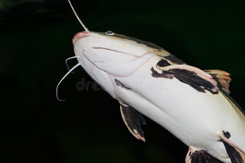 Antoinette From Catfish Twerking