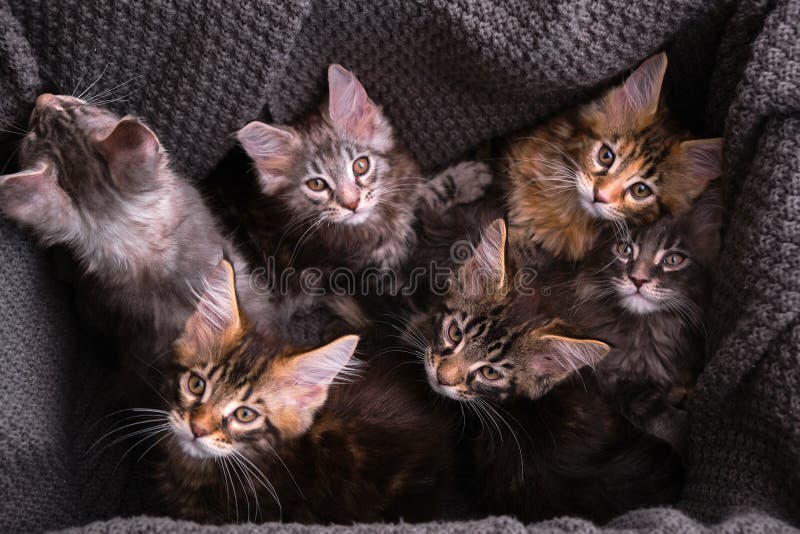 Котята Мейн Кун Купить В Туле
