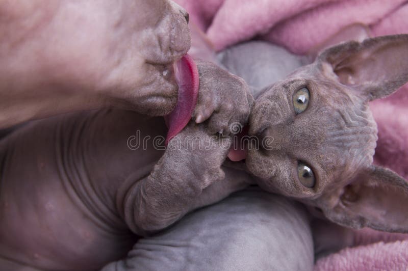 Kitty Lick 420