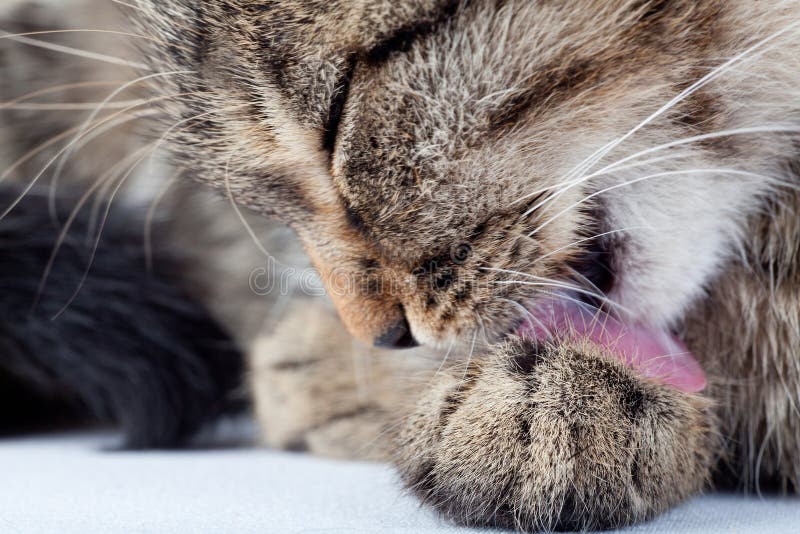 Kitty Lick 420