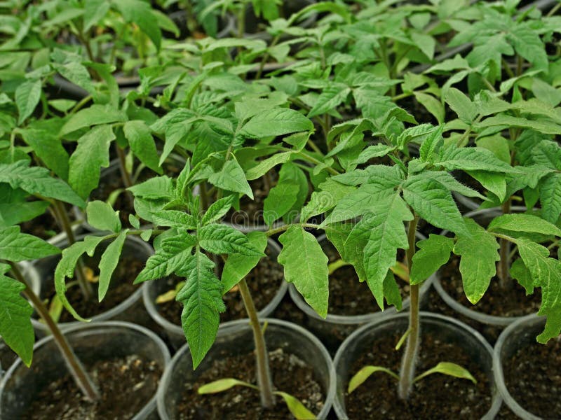 Купить Рассаду Помидор В Нижнем Новгороде