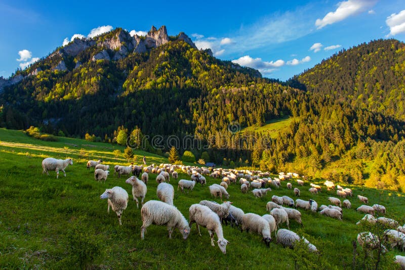Барашки В Горах Фото