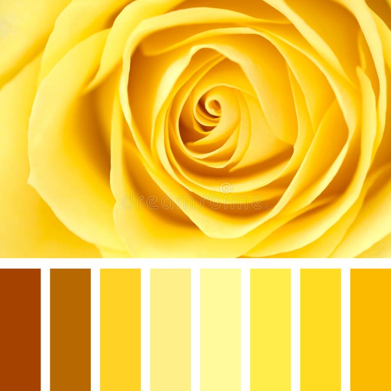 Желтый цвет. Оттенки желтого hex. Royal yellow color. Жёлтый цветок. Миллион оттенков желтого.