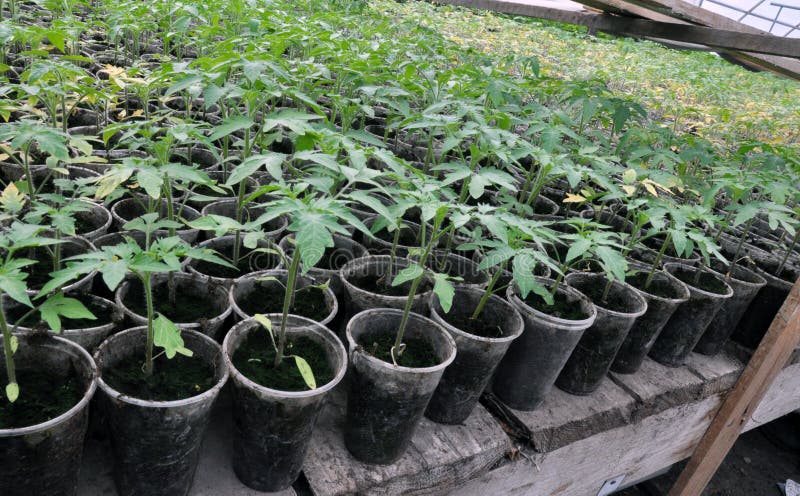 Продажа Рассады Помидор