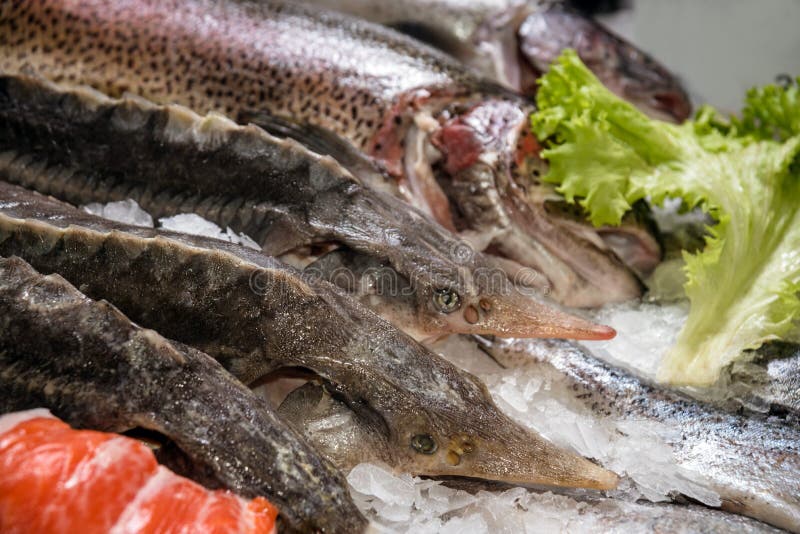 Осетр Свежий Купить В Москве