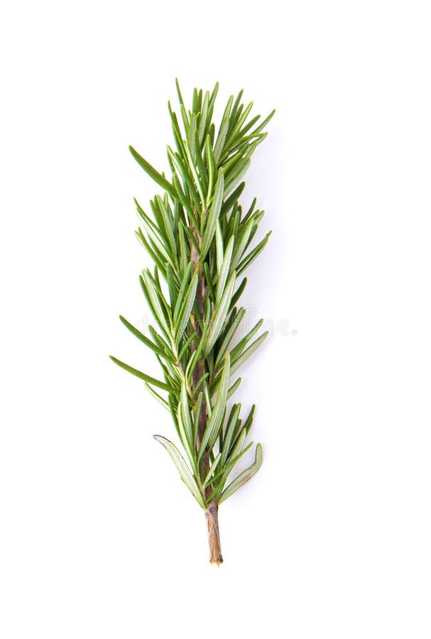 Розмарин Свежий Купить В Уфе