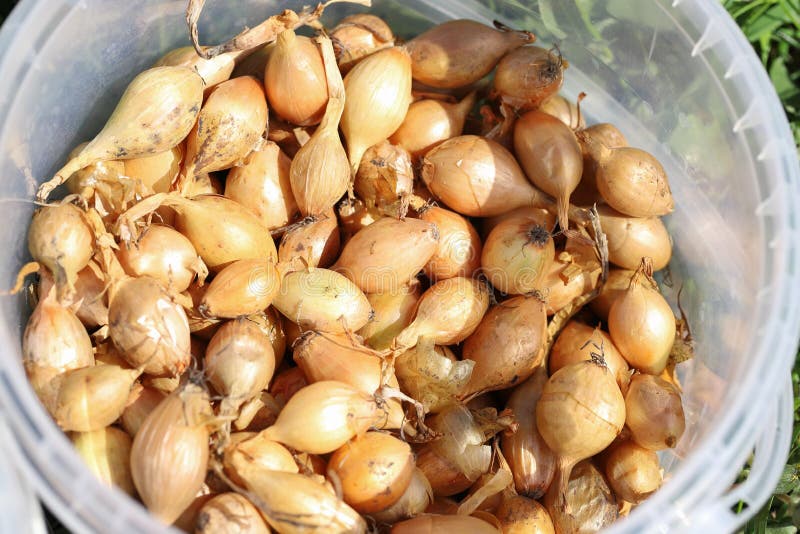 Где Купить Лук Севок На Посадку