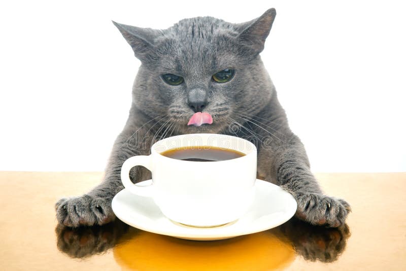 Котик С Кофе Картинки