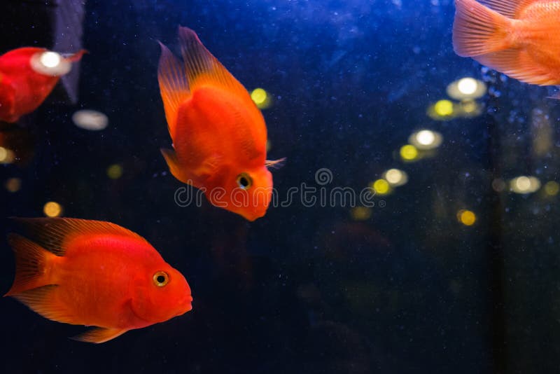 Золотые Рыбки Аквариумные Купить В Спб