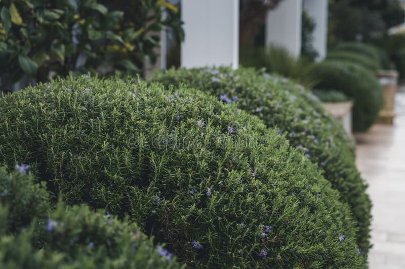 Trimmed Bush