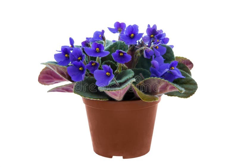 Купить Фиалку В Горшке В Уфе