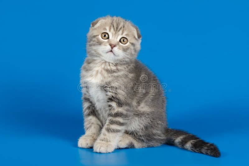 Шотландская Вислоухая Кошка Купить В Уфе