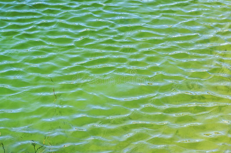 Pântano Com água E Areia Movediça Imagem de Stock - Imagem de lago