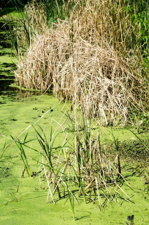 Pântano Com água E Areia Movediça Imagem de Stock - Imagem de lago