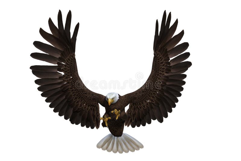 águila Calva Con Alas Extendidas Ilustración 3d Aislado Sobre Fondo Blanco  Foto de archivo - Ilustración de fauna, blanco: 211117474