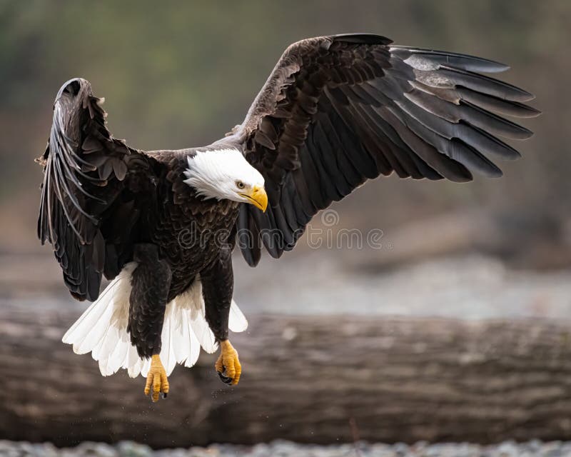 águila Calva Madura Aterrizaje Con Alas Extendidas Foto de archivo - Imagen  de libertad, condado: 217480996