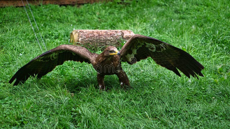 águila Dorada En El Espectáculo Aéreo De Saarburgo. Foto Animal Del  Elegante Ave Imagen de archivo - Imagen de alemania, aislado: 242599491