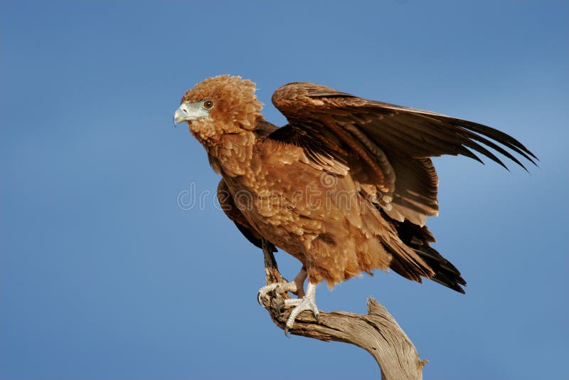Águila joven del bateleur foto de archivo. Imagen de meridional - 61634692