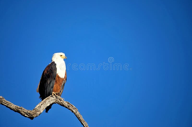 águila Pescadora En Un Cielo Azul Imagen de archivo - Imagen de azul,  encontrado: 214928007