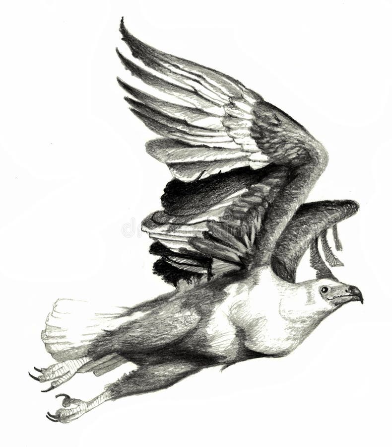 águila Voladora. Dibujo a Lápiz Detallado Realista. Stock de ilustración - Ilustración de plumas, perfil: 211086248 águila Voladora. Dibujo a Lápiz Detallado Realista. Stock de ilustración - Ilustración de plumas, perfil: 211086248