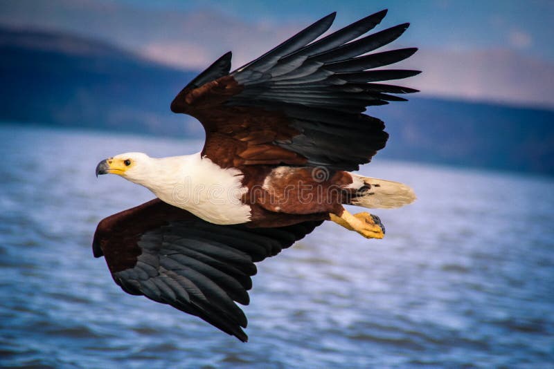 águila Volando Sobre El Agua Foto de archivo - Imagen de barco, foto:  203045868