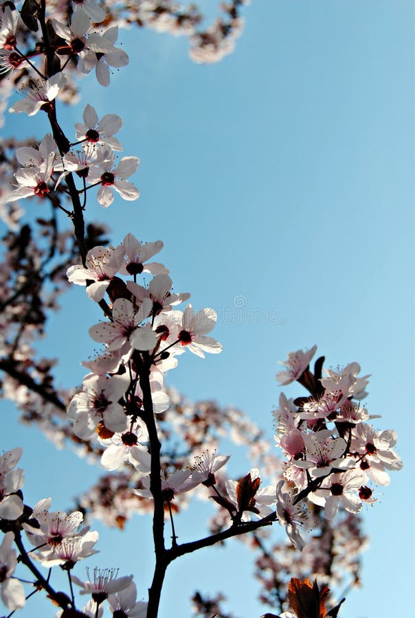 Árbol Blanco De La Flor De Cerezo En Tiempo De Primavera Foto de archivo -  Imagen de florecimiento, flor: 107326402
