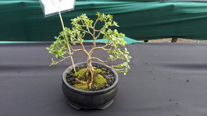 árbol bonsai de flores imagen de archivo. Imagen de mini - 252667201