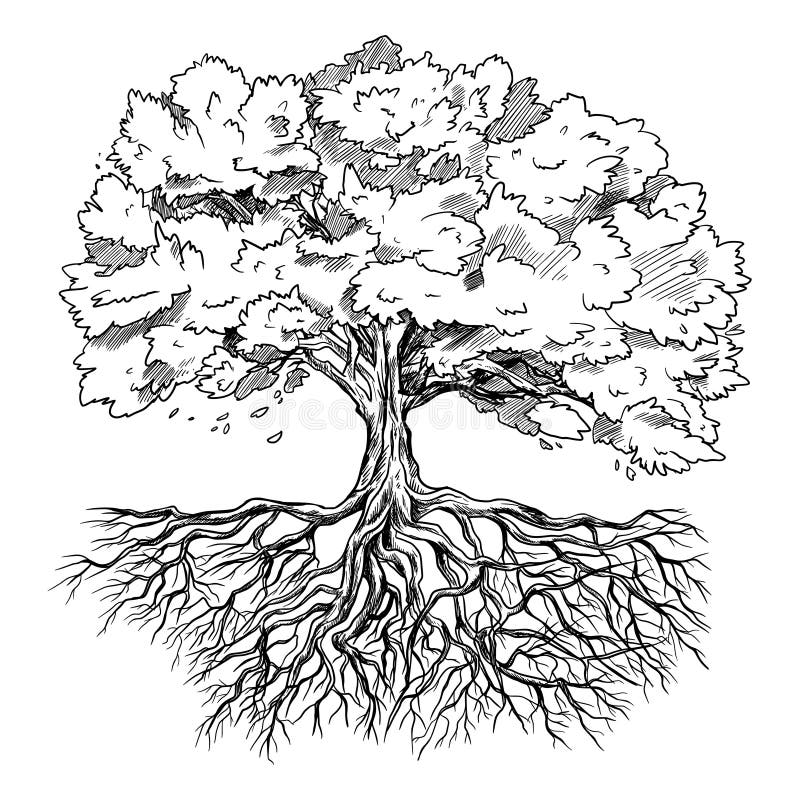 Árbol De Esparcimiento Con Hojas Y Raíces, Dibujado a Mano Ilustración del  Vector - Ilustración de tronco, vivo: 165381628