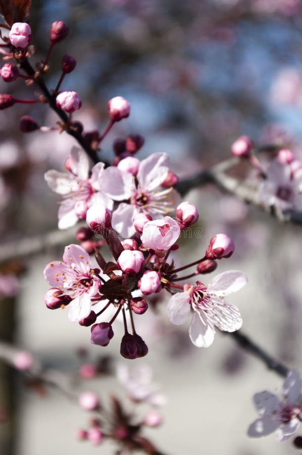 árbol De Flores De Cerezo. Tiempo De Floración De Sakura. Fondo Botánico  Imagen de archivo - Imagen de planta, travieso: 202281121