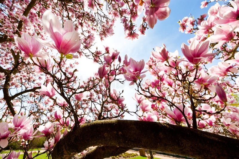 árbol De Magnolia Rosa En El Jardín De Primavera Imagen de archivo - Imagen  de paisaje, colorido: 176414597