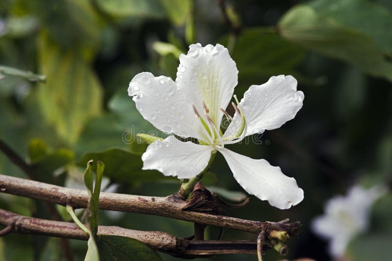 Árbol De Orquídea O Pata-de-vaca Brasileño Imagen de archivo - Imagen de  feliz, ornamental: 63184633