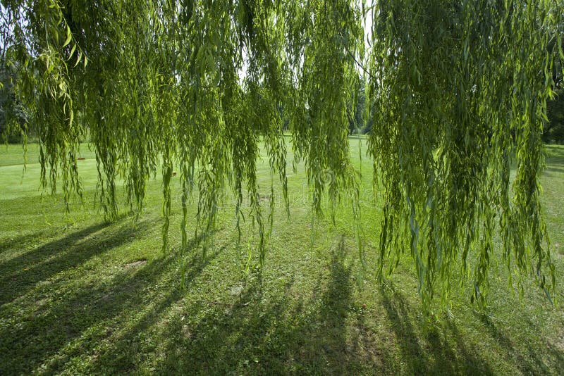 Árbol sauce de archivo. Imagen de plantas -