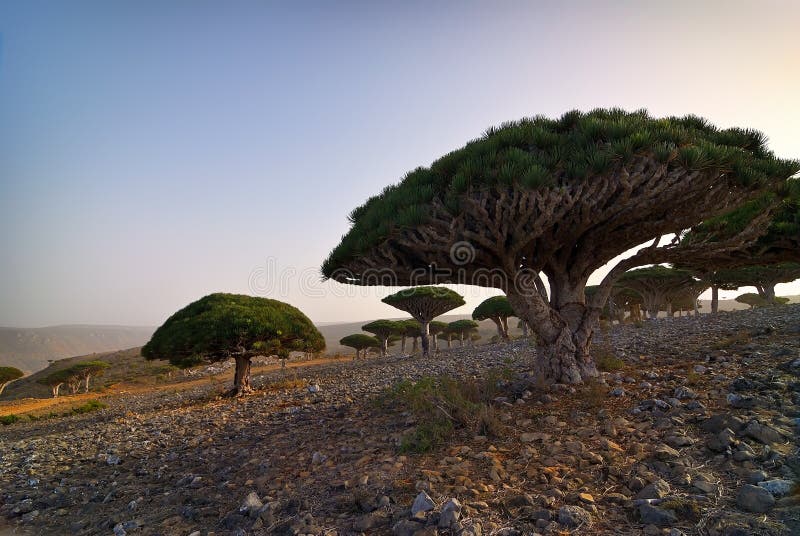 árbol Endémico De Dragón De La Isla Socotra En Yemen Imagen de archivo -  Imagen de yemen, flora: 187434609