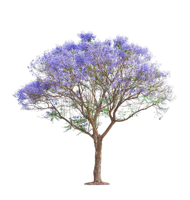 4,673 Jacaranda Fotos de stock - Fotos libres de regalías de Dreamstime