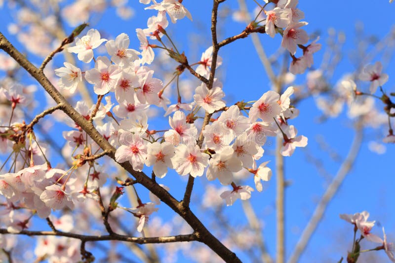 Árbol Japonés De Las Flores De Cerezo Foto de archivo - Imagen de cubo,  fondo: 39546130